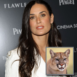 dating cougar women
